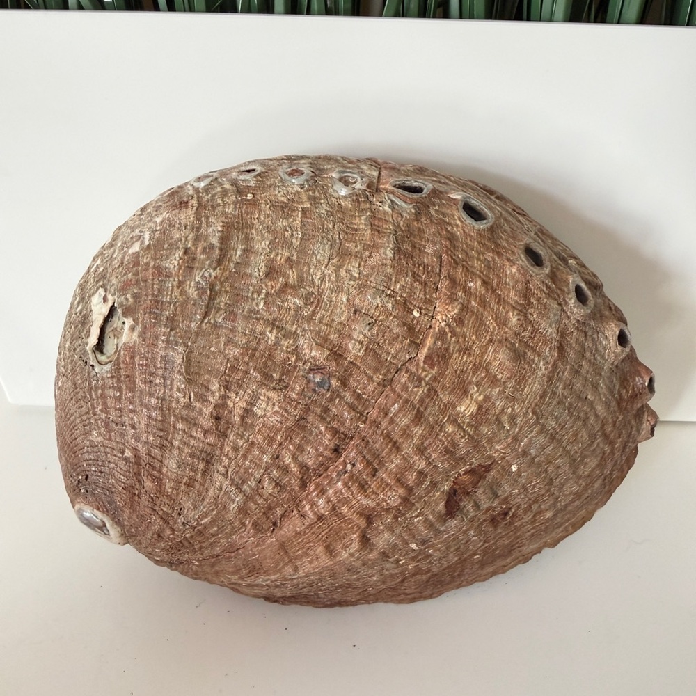 Iridescent Abalone Shell Home Decor - Picture 2 of 4